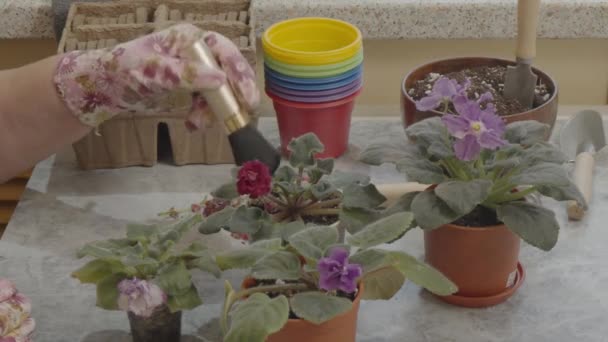 Mujer Limpia Polvo Las Hojas Violetas Interior Saintpaulia Con Cepillo — Vídeo de stock