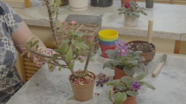 Ruce Ženy Odstraňují Zvadlé Květiny Listy Rostliny Euforbia Mili — Stock video