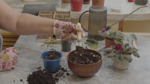 Mulher Transplanta Uma Planta Jovem Vaso Flores — Vídeo de Stock
