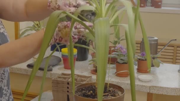 Γυναίκα Σκουπίζει Φύλλα Ενός Φυτού Pandanus Από Σκόνη Ένα Υγρό — Αρχείο Βίντεο