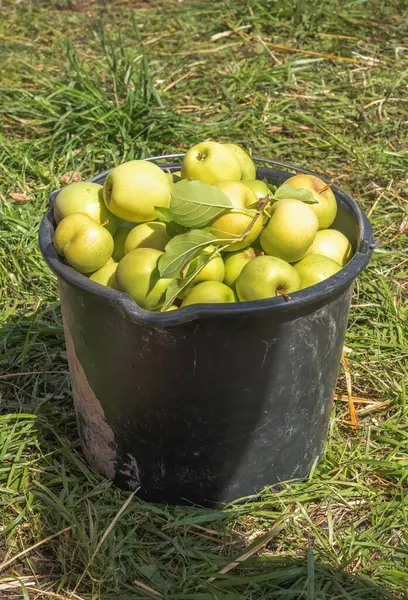 Bucket of collected apples stands on the grass. Harvesting