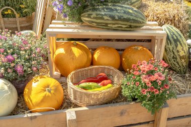 Hasat festivalinde farklı türde kavunlar, saman ve mevsimlik çiçekler. Açık hava dekorasyonu