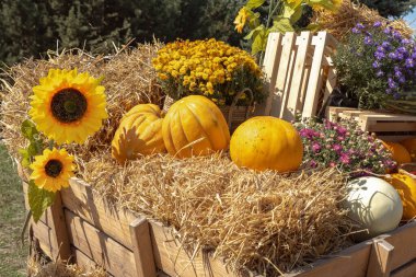 Hasat festivalinde farklı türde kavunlar, saman ve mevsimlik çiçekler. Açık hava dekorasyonu