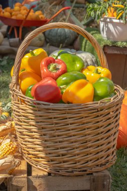 Hasır sepette kırmızı, sarı ve yeşil biberler diğer sebzelerin arka planına karşı. Hasat festivali