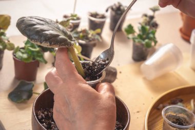 Çiçekçi, menekşe çalısı (Saintpaulia) olan plastik bir kaba toprak döker. Yakın plan.