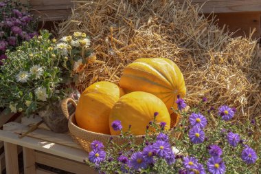 Hasat festivalinde farklı türde kavunlar, saman ve mevsimlik çiçekler. Açık hava dekorasyonu
