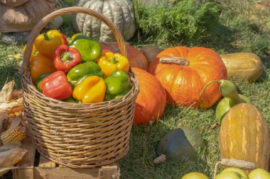 Hasır sepetteki kırmızı, sarı ve yeşil biberler kabak ve kabak arka planına karşı. Hasat festivali