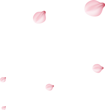 Kiraz çiçekleri kenarı, şablon çerçeve çiçeği, süs, sakura