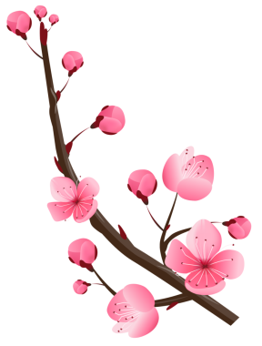 Kiraz çiçekleri kenarı, şablon çerçeve çiçeği, süs, sakura vektörü