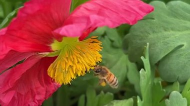 Honey bee collects nectar on a yellow rapeseed flower.Honey Bee collecting pollen on yellow rape flower. Bee with rape flower in the spring - rapeseed honey - bee collects nectar. High quality 4k