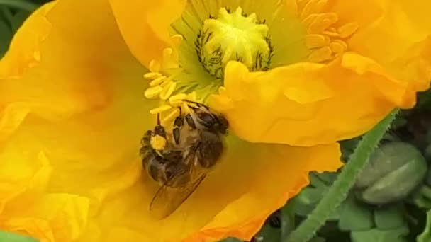 Abeja Colecciona Néctar Una Flor Colza Amarilla Abeja Colecciona Polen — Vídeos de Stock