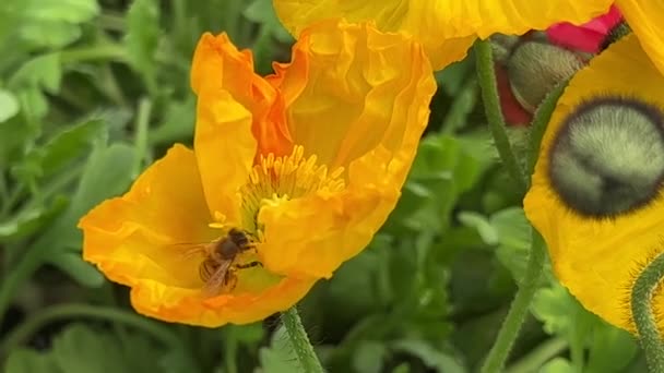 Honey Bee Collects Nectar Yellow Rapeseed Flower Honey Bee Collecting — 图库视频影像