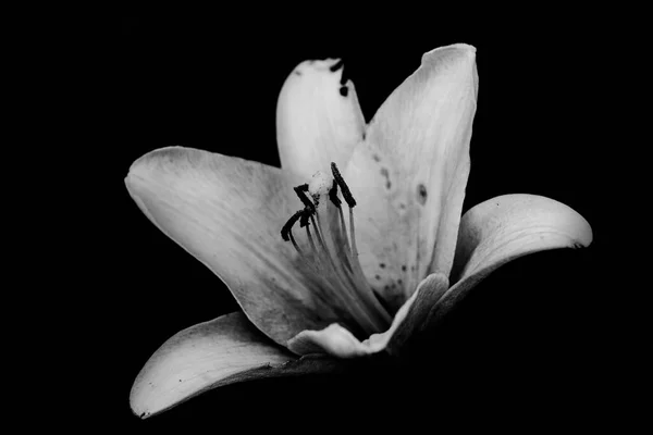 Close Flower Black White — Stock Photo, Image