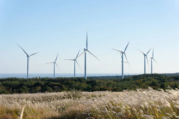 Sıcak öğleden sonra güneşiyle aydınlatılan güzel bir otlak arazisi.