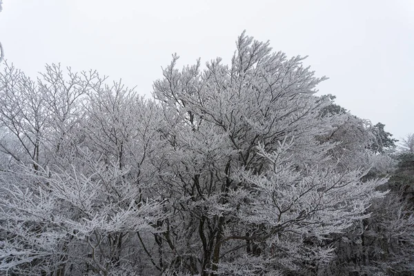 Snow covered trees and road scenery