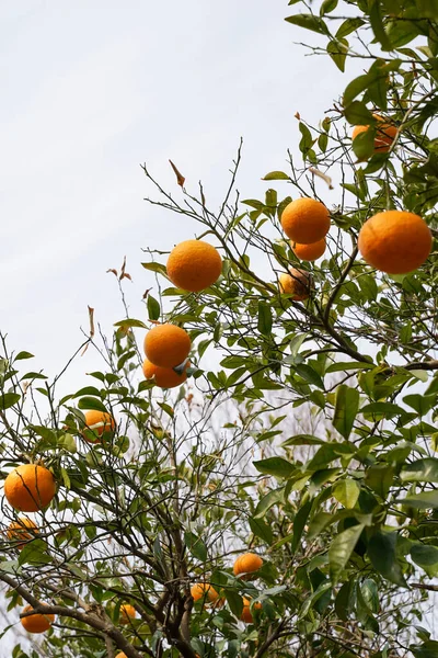 Beautiful citrus trees in Jeju Island, South Korea