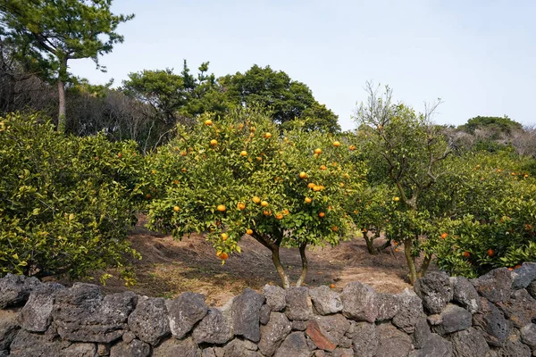 Schöne Zitrusbäume Jeju Island Südkorea lizenzfreie Stockbilder