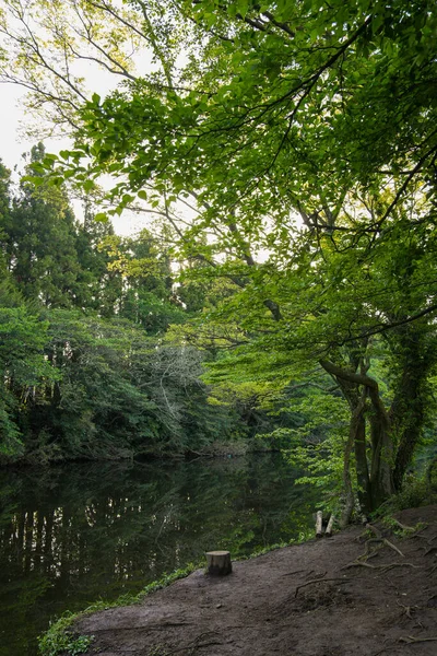Gözlerden uzak ve güzel bir ormanla çevrili Lakeside.