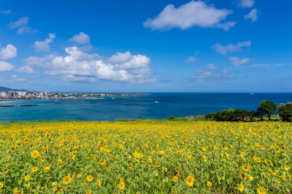 Güzel ayçiçeklerinden ve denizlerden oluşan geniş bir arazi.