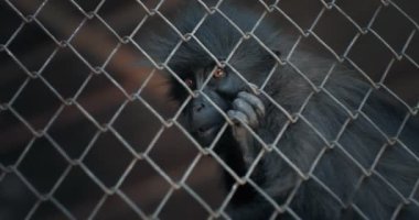 Siyah bir maymun karanlıkta bir hayvanat bahçesi kafesinin parmaklıklarında kapana kısıldı. Vahşi yaşamı koruma kavramı.