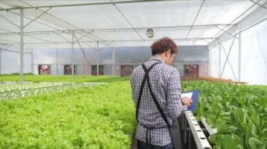 Asyalı erkek çiftçi sera çiftliğindeki organik bitki bahçesinin kalitesini ve miktarını kontrol ediyor. Organik sebzeler su ve tarım sektöründe yetiştirilir..