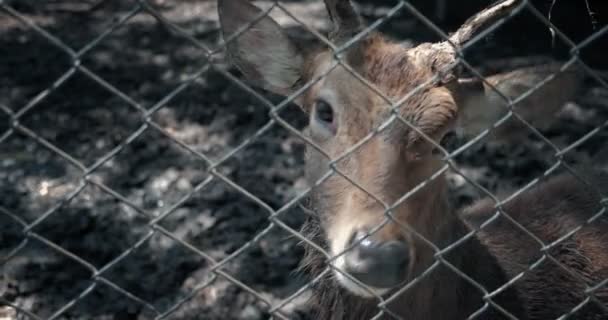 Jelen Uvězněn Mřížemi Klece Zoo Tmě Pojem Ochrany Volně Žijících — Stock video