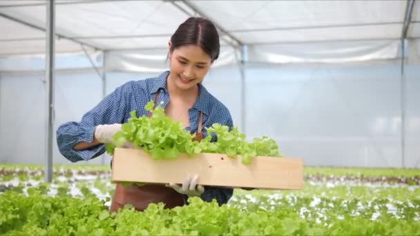 Asian Woman Farmers Carrying Box Harvesting Green Oak Vegetable Walking — Stock Video