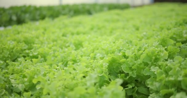 Close Van Verse Groene Eikensla Salade Tuin Hydrocultuur Salade Groente — Stockvideo