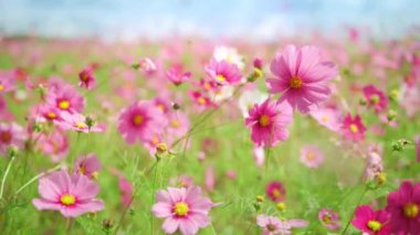 Sonbaharda ya da sonbaharda rüzgarla esen güzel pembe kozmosun yavaş çekimde çiçek açması ya da çiçek açması.