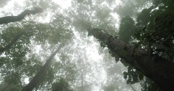 Patrząc Wysokie Drzewa Głębokiej Scenerii Lasu Atmosferyczne Ujęcie Natury Tajemniczego — Wideo stockowe