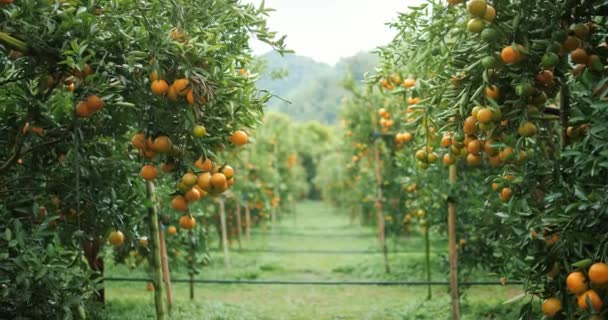 橘子树 橘子种植园 树上有新鲜的橙子 唐人街有花园 — 图库视频影像