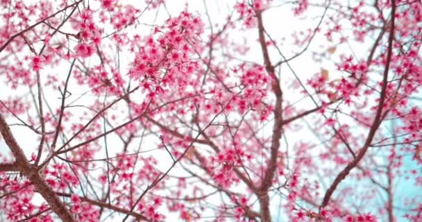 Bella Ciliegia Selvatica Himalayana Prunus Cerasoides Fiori Rosa Fiorito Prunus — Video Stock
