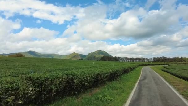 Vista Folhas Chá Verde Plantação Chá Com Céu Azul Nuvem — Vídeo de Stock