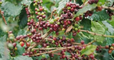 Ağaçta olgunlaşan kahve çekirdekleri, taze kahve, kırmızı böğürtlen dalı.