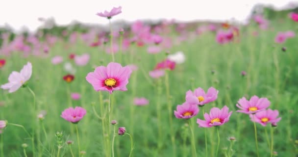 Όμορφο Ροζ Λουλούδι Σύμπαν Ανθίζει Στον Κήπο Άνθος Ανθίζουν Φόντο — Αρχείο Βίντεο