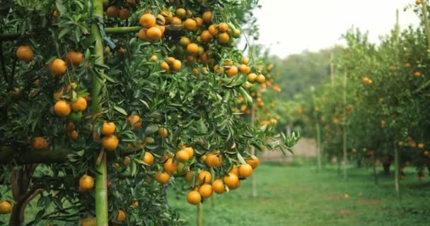 Narancs Fák Gyümölcsökkel Narancs Ültetvények Friss Narancs Fán Mandarin Kert — Stock videók