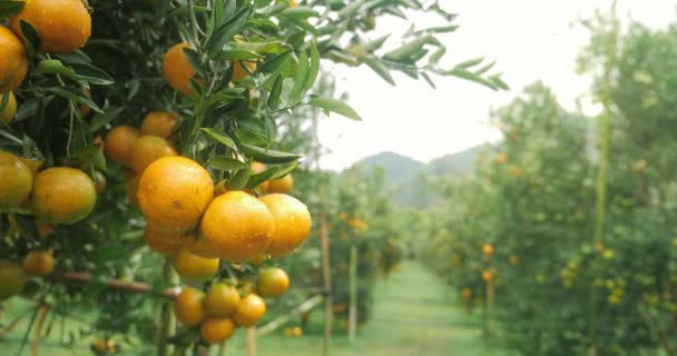 Apelsinträd Med Frukt Apelsinplantage Färska Apelsiner Trädet Tangerine Träd Trädgård — Stockvideo