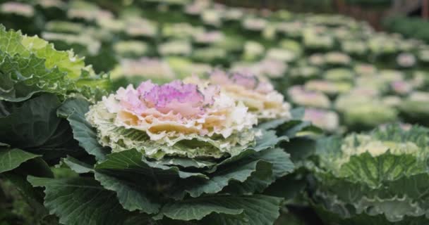Plant Ornamental Cabbage Field Green Leaves Ornamental Cabbage Cool Weather — Stock Video