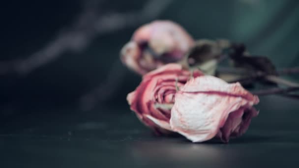 黒い背景に落ちた枯れたバラの花 バラの枯れた花束 野生のバラの背景 花嫁の花束だ スローモーション — ストック動画