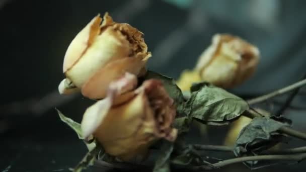 黒い背景に落ちた枯れたバラの花 バラの枯れた花束 野生のバラの背景 花嫁の花束だ スローモーション — ストック動画