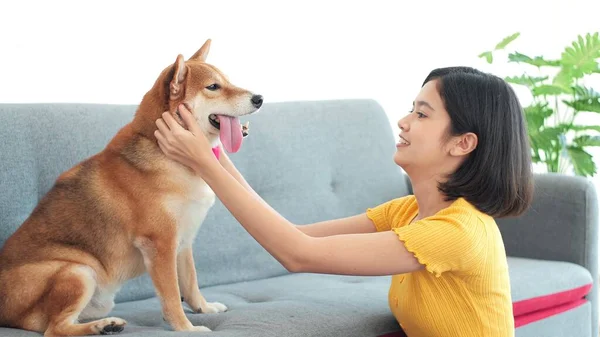 Mutlu genç Asyalı kadın evcil köpeği Shiba Inu 'nun kafasını okşayıp oynuyor oturma odasında kanepede oturuyor.