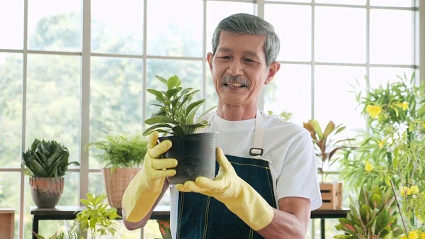 Smiling Face Senior Gardener Asian Man Holding Plant Trees Pot — Fotografia de Stock