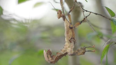 Ağaç gövdesine tünemiş ağaç çekirgesi.