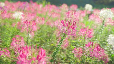 Çiçek tarlasında çiçek açan güzel renkli örümcek çiçekleri ve güzel gökyüzü