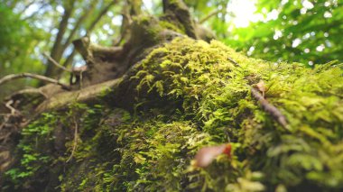 Düşen yaşlı bir ağaç dalları, ormandaki yeşil yosunlarla kaplanarak yere düştü.