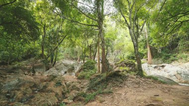 Önünde büyük bir ağaç ve yemyeşil bir renkle tropikal bir ormanda ilerliyorum.