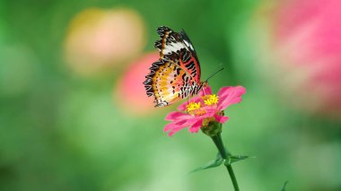 Black and orange butterfly sucking up nectar from pink flowers and has a green blurred background clipart