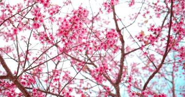 Güzel Himalaya kirazı (Prunus cerasoides), Tayland 'ın kuzeyindeki güneşli bir günde ilkbaharda açan pembe erik serasoidleri.