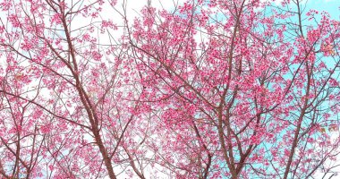 Güzel Himalaya kirazı (Prunus cerasoides), Tayland 'ın kuzeyindeki güneşli bir günde ilkbaharda açan pembe erik serasoidleri.