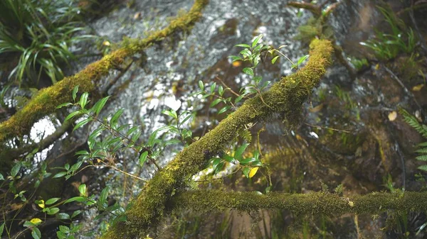 Acqua Scorre Dalle Rocce Attraverso Pianta Verde Radici Con Muschio — Foto Stock